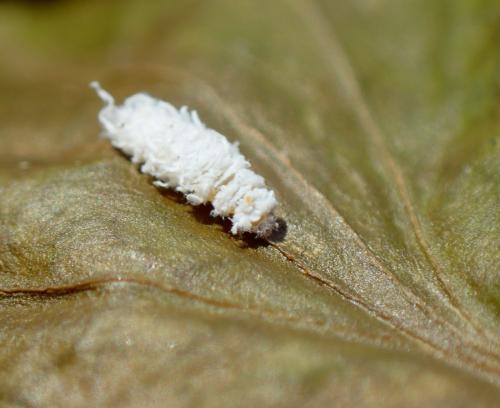 Nephus quadrimaculatus